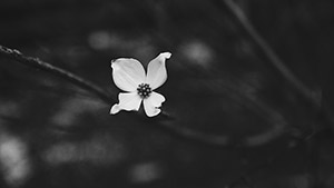 deces-covid-19.jpg